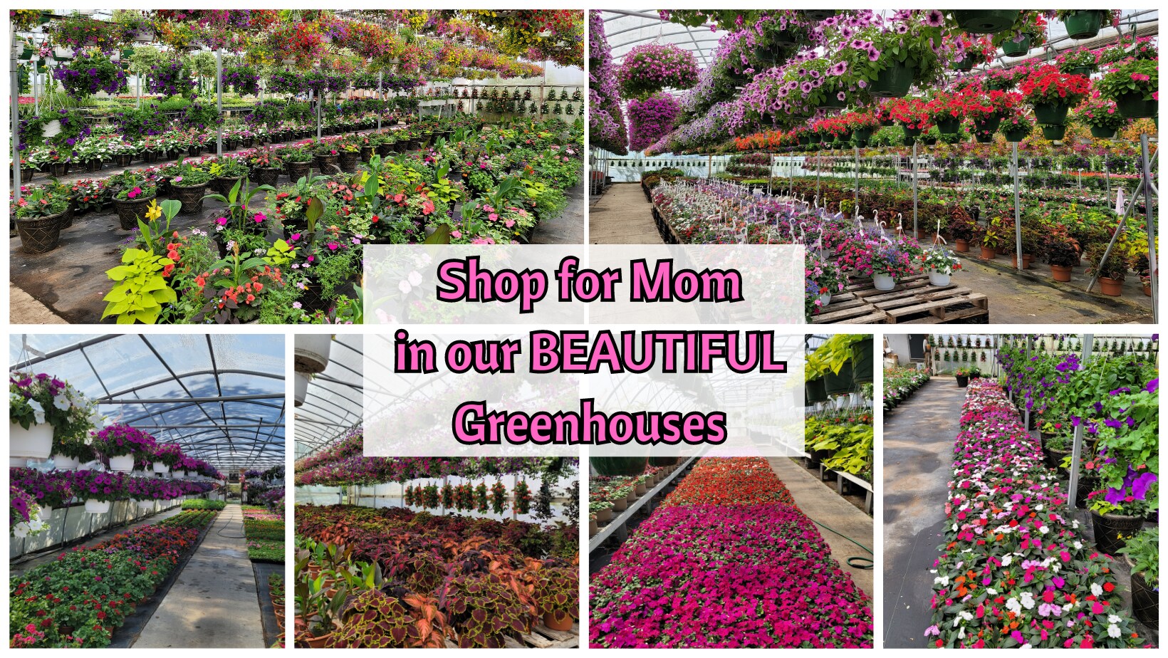 greenhouse plants for mother's day gift